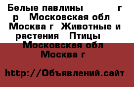 Белые павлины 2016-2017г.р - Московская обл., Москва г. Животные и растения » Птицы   . Московская обл.,Москва г.